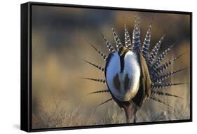 Strutting Male Gunnison Sage-Grouse (Centrocercus Minimus). Gunnison County, Colorado, USA, April-Gerrit Vyn-Framed Stretched Canvas