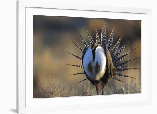 Strutting Male Gunnison Sage-Grouse (Centrocercus Minimus). Gunnison County, Colorado, USA, April-Gerrit Vyn-Framed Photographic Print