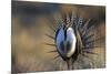 Strutting Male Gunnison Sage-Grouse (Centrocercus Minimus). Gunnison County, Colorado, USA, April-Gerrit Vyn-Mounted Photographic Print