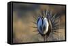 Strutting Male Gunnison Sage-Grouse (Centrocercus Minimus). Gunnison County, Colorado, USA, April-Gerrit Vyn-Framed Stretched Canvas