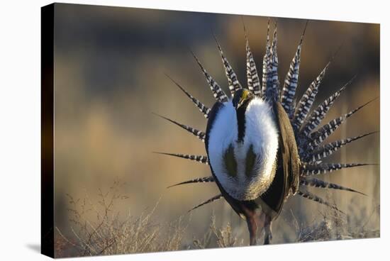 Strutting Male Gunnison Sage-Grouse (Centrocercus Minimus). Gunnison County, Colorado, USA, April-Gerrit Vyn-Stretched Canvas