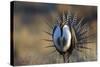 Strutting Male Gunnison Sage-Grouse (Centrocercus Minimus). Gunnison County, Colorado, USA, April-Gerrit Vyn-Stretched Canvas