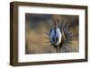 Strutting Male Gunnison Sage-Grouse (Centrocercus Minimus). Gunnison County, Colorado, USA, April-Gerrit Vyn-Framed Photographic Print