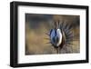 Strutting Male Gunnison Sage-Grouse (Centrocercus Minimus). Gunnison County, Colorado, USA, April-Gerrit Vyn-Framed Photographic Print