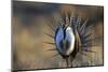 Strutting Male Gunnison Sage-Grouse (Centrocercus Minimus). Gunnison County, Colorado, USA, April-Gerrit Vyn-Mounted Photographic Print