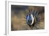 Strutting Male Gunnison Sage-Grouse (Centrocercus Minimus). Gunnison County, Colorado, USA, April-Gerrit Vyn-Framed Photographic Print