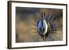 Strutting Male Gunnison Sage-Grouse (Centrocercus Minimus). Gunnison County, Colorado, USA, April-Gerrit Vyn-Framed Photographic Print