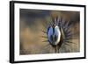 Strutting Male Gunnison Sage-Grouse (Centrocercus Minimus). Gunnison County, Colorado, USA, April-Gerrit Vyn-Framed Photographic Print