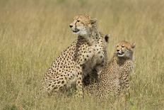 Female King Cheetah (Acinonyx Jubatus) South Africa-Stu Porter-Photographic Print