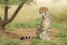 Female King Cheetah (Acinonyx Jubatus) South Africa-Stu Porter-Photographic Print