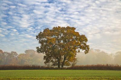 Autum leaves on oak tree in morning mist, Highclere, Hampshire, England, United Kingdom, Europe