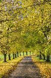 Avenue of autumn beech trees with colourful yellow leaves, Newbury, Berkshire, England-Stuart Black-Stretched Canvas
