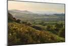 Wood Mount