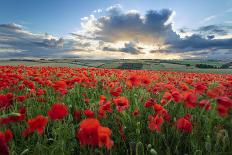 Mass of red poppies growing in field in Lambourn Valley at sunset-Stuart Black-Photographic Print
