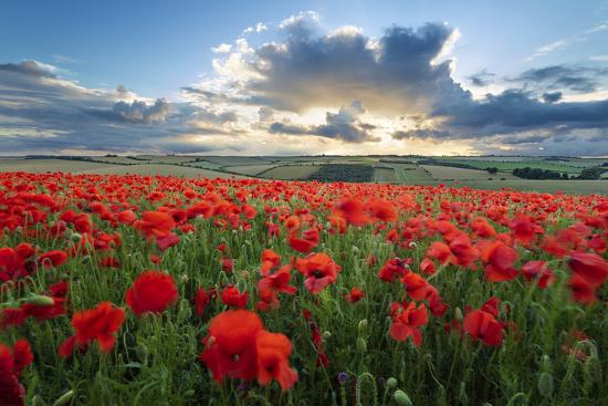 Premium Photographic Print, , large