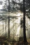 Rays of sun breaking through mist in woodland of scots pine trees, Newtown Common, Hampshire-Stuart Black-Photographic Print