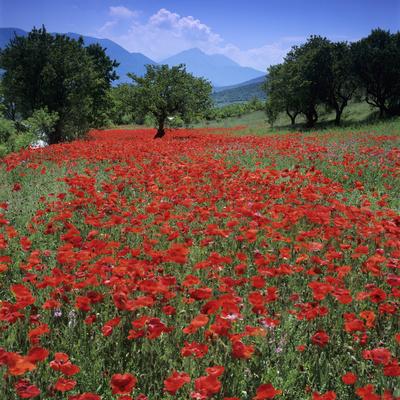 Red poppies growing in the Umbrian countryside, Umbria, Italy, Europe