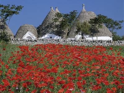 Trulli houses with red poppy field in foreground, near Alberobello, Apulia, Italy, Europe
