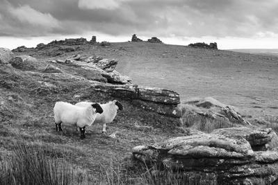 Two white sheep below Staple Tor near Merrivale, Dartmoor National Park, Devon, England
