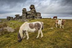 Wild Dartmoor ponies at Staple Tor near Merrivale, Dartmoor National Park, Devon, England-Stuart Black-Mounted Photographic Print