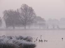 Misty Dawn over Heron Pond, Bushy Park, London, England, United Kingdom, Europe-Stuart Hazel-Photographic Print