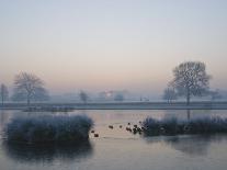 Misty Sunrise over Heron Pond, Bushy Park, London, England, United Kingdom, Europe-Stuart Hazel-Photographic Print