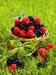 Fresh Raspberries and Blackberries in a Basket-Stuart MacGregor-Photographic Print