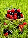 Fresh Raspberries in Two Baskets-Stuart MacGregor-Framed Stretched Canvas