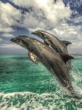 Bottlenose Dolphin-Stuart Westmorland-Photographic Print