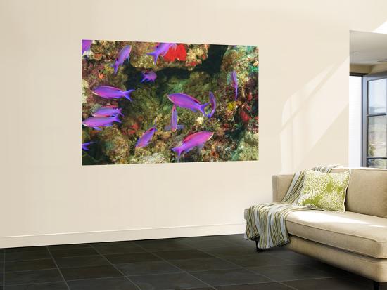 Giant Art Print, , large