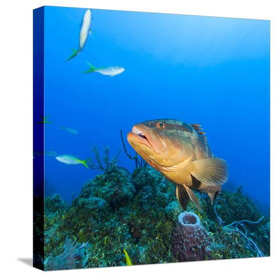 Stretched Canvas Print, , large
