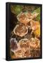 Essential Black