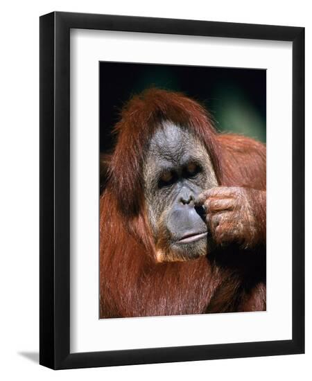 Premium Photographic Print, , large