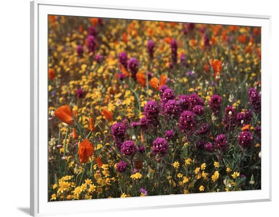 Framed Photographic Print, , large