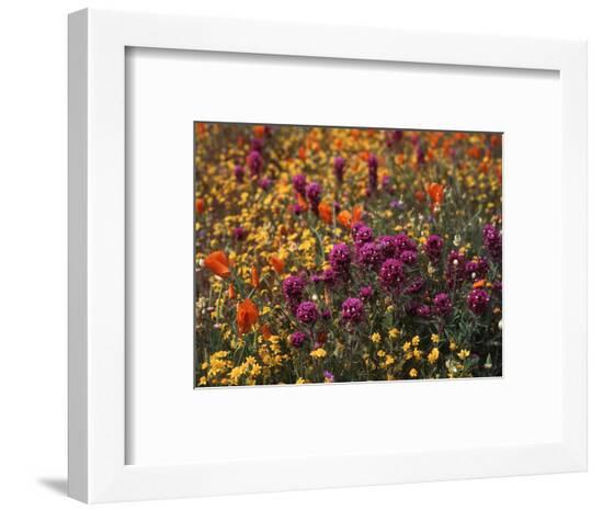 Framed Photographic Print, , large
