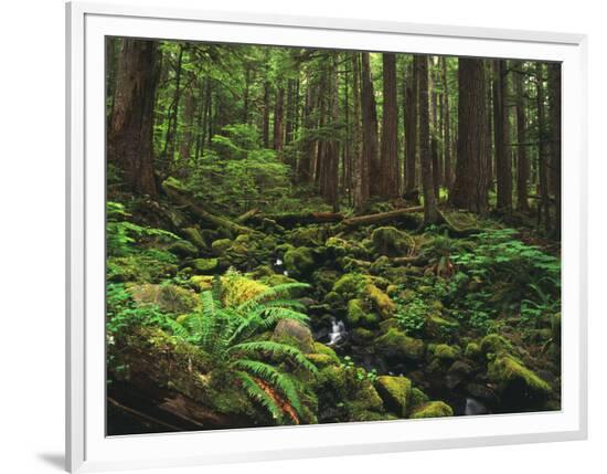 Framed Photographic Print, , large