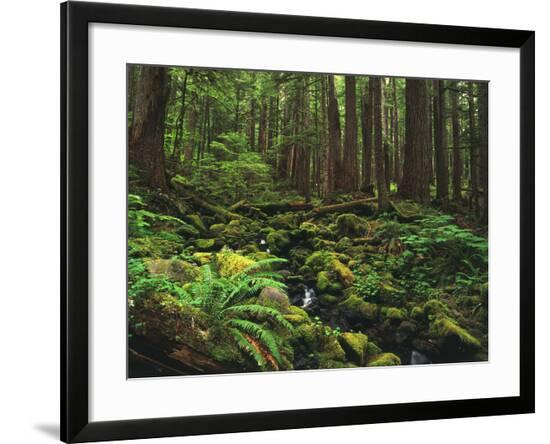 Framed Photographic Print, , large