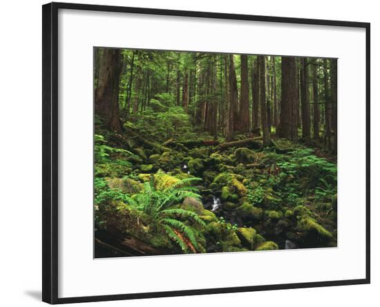 Framed Photographic Print, , large