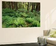 Rainforest, Olympic National Park, Washington State, USA-Stuart Westmorland-Giant Art Print