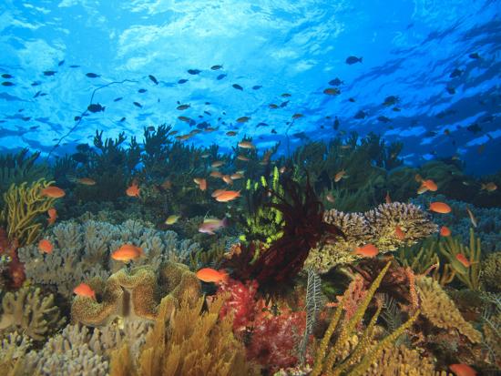 Photographic Print, , large