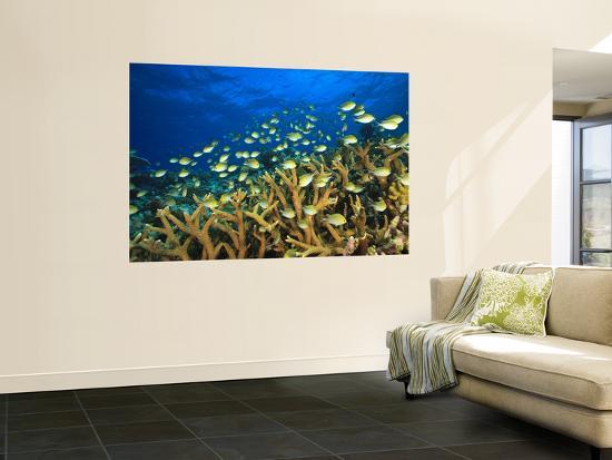 Giant Art Print, , large