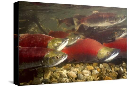 Stretched Canvas Print, , large