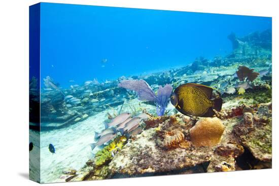 Stretched Canvas Print, , large