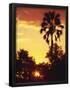 Essential Black