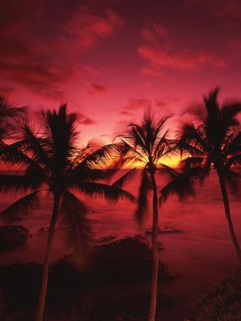 View Palm Trees on Beach, Big Islands, Kona, Hawaii, USA