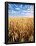 Essential Black
