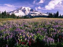 Wildflowers in Mt. Rainier National Park-Stuart Westmorland-Photographic Print