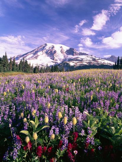 Premium Photographic Print, , large