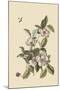 Stuartia - Camellia-Mark Catesby-Mounted Art Print