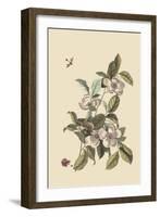 Stuartia - Camellia-Mark Catesby-Framed Art Print